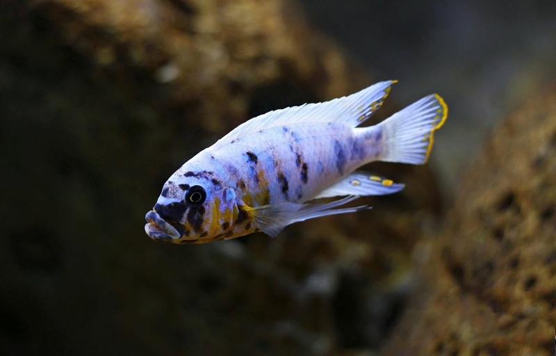 Maylandia fainzilberi 'Kirondo'